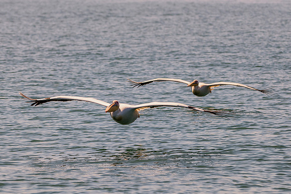 Bertazzoni, Kenya, Namibia, Pelican, "Walvis Bay", beak, colors, feathers, fishing, flying, hunting, lake, lakes, nature, nesting, ocean, "pink backed pelican", rivers, wings