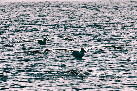 Bertazzoni, Kenya, Namibia, Pelican, "Walvis Bay", beak, colors, feathers, fishing, flying, hunting, lake, lakes, nature, nesting, ocean, "pink backed pelican", rivers, wings
