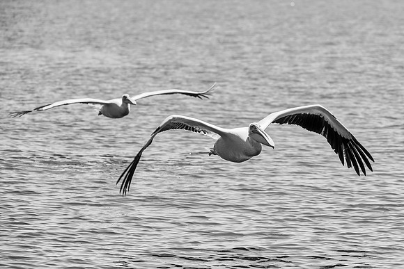 Bertazzoni, Kenya, Namibia, Pelican, "Walvis Bay", beak, colors, feathers, fishing, flying, hunting, lake, lakes, nature, nesting, ocean, "pink backed pelican", rivers, wings