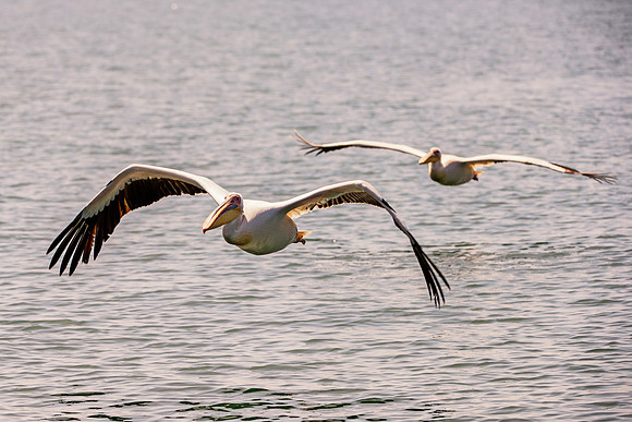 Bertazzoni, Kenya, Namibia, Pelican, "Walvis Bay", beak, colors, feathers, fishing, flying, hunting, lake, lakes, nature, nesting, ocean, "pink backed pelican", rivers, wings