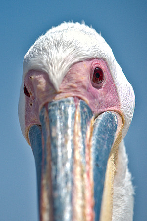 Bertazzoni, Kenya, Namibia, Pelican, "Walvis Bay", beak, colors, feathers, fishing, flying, hunting, lake, lakes, nature, nesting, ocean, "pink backed pelican", rivers, wings