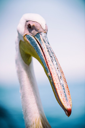 Bertazzoni, Kenya, Namibia, Pelican, "Walvis Bay", beak, colors, feathers, fishing, flying, hunting, lake, lakes, nature, nesting, ocean, "pink backed pelican", rivers, wings