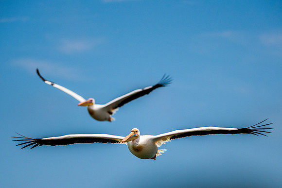 Bertazzoni, Kenya, Namibia, Pelican, "Walvis Bay", beak, colors, feathers, fishing, flying, hunting, lake, lakes, nature, nesting, ocean, "pink backed pelican", rivers, wings