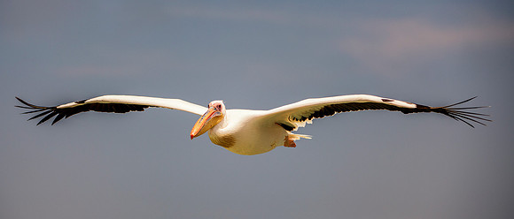 Bertazzoni, Kenya, Namibia, Pelican, "Walvis Bay", beak, colors, feathers, fishing, flying, hunting, lake, lakes, nature, nesting, ocean, "pink backed pelican", rivers, wings