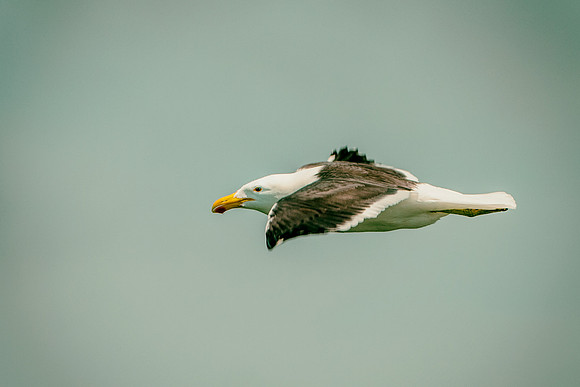 Bertazzoni, Kenya, Namibia, Pelican, "Walvis Bay", beak, colors, feathers, fishing, flying, hunting, lake, lakes, nature, nesting, ocean, "pink backed pelican", rivers, wings, "Kelp Gull"