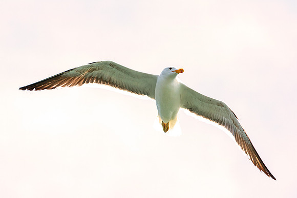 Bertazzoni, Kenya, Namibia, Pelican, "Walvis Bay", beak, colors, feathers, fishing, flying, hunting, lake, lakes, nature, nesting, ocean, "pink backed pelican", rivers, wings, "Kelp Gull"