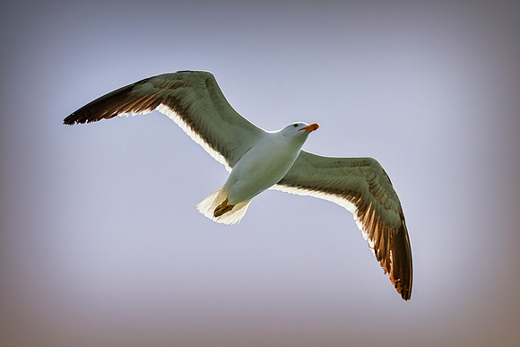 Bertazzoni, "Kelp Gull", Kenya, Namibia, Pelican, "Walvis Bay", beak, colors, feathers, fishing, flying, hunting, lake, lakes, nature, nesting, ocean, "pink backed pelican", rivers, wings