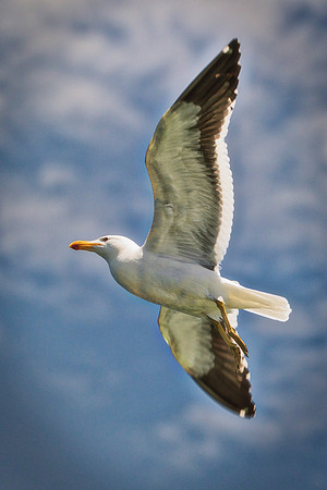 Bertazzoni, "Kelp Gull", Kenya, Namibia, Pelican, "Walvis Bay", beak, colors, feathers, fishing, flying, hunting, lake, lakes, nature, nesting, ocean, "pink backed pelican", rivers, wings