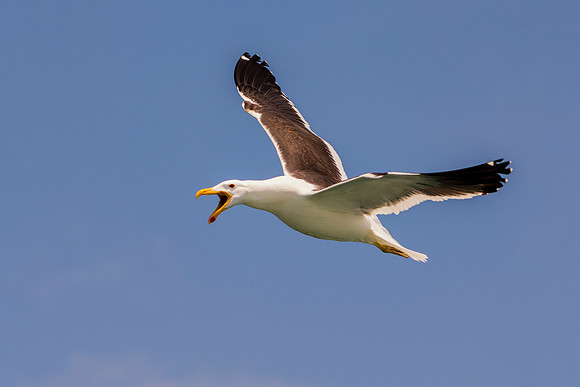 Bertazzoni, "Kelp Gull", Kenya, Namibia, Pelican, "Walvis Bay", beak, colors, feathers, fishing, flying, hunting, lake, lakes, nature, nesting, ocean, "pink backed pelican", rivers, wings