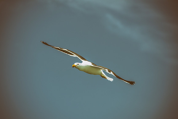 Bertazzoni, "Kelp Gull", Kenya, Namibia, Pelican, "Walvis Bay", beak, colors, feathers, fishing, flying, hunting, lake, lakes, nature, nesting, ocean, "pink backed pelican", rivers, wings