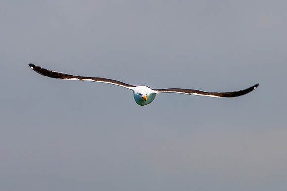Bertazzoni, "Kelp Gull", Kenya, Namibia, Pelican, "Walvis Bay", beak, colors, feathers, fishing, flying, hunting, lake, lakes, nature, nesting, ocean, "pink backed pelican", rivers, wings