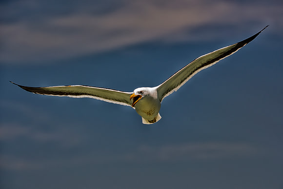 Bertazzoni, "Kelp Gull", Kenya, Namibia, Pelican, "Walvis Bay", beak, colors, feathers, fishing, flying, hunting, lake, lakes, nature, nesting, ocean, "pink backed pelican", rivers, wings