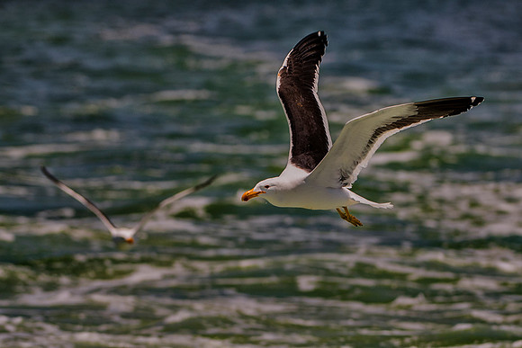Bertazzoni, "Kelp Gull", Kenya, Namibia, Pelican, "Walvis Bay", beak, colors, feathers, fishing, flying, hunting, lake, lakes, nature, nesting, ocean, "pink backed pelican", rivers, wings