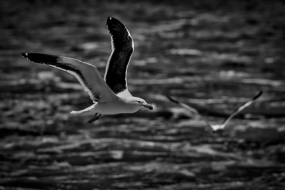 Bertazzoni, "Kelp Gull", Kenya, Namibia, Pelican, "Walvis Bay", beak, colors, feathers, fishing, flying, hunting, lake, lakes, nature, nesting, ocean, "pink backed pelican", rivers, wings