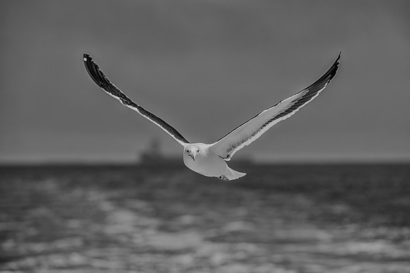 Bertazzoni, "Kelp Gull", Kenya, Namibia, Pelican, "Walvis Bay", beak, colors, feathers, fishing, flying, hunting, lake, lakes, nature, nesting, ocean, "pink backed pelican", rivers, wings