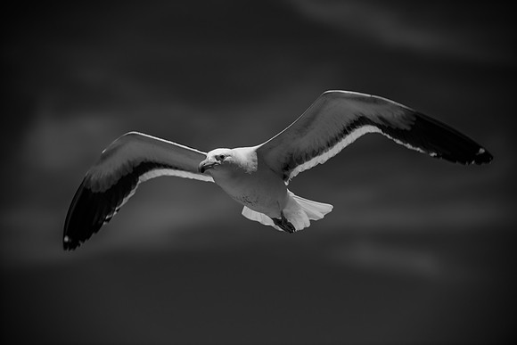 Bertazzoni, "Kelp Gull", Kenya, Namibia, Pelican, "Walvis Bay", beak, colors, feathers, fishing, flying, hunting, lake, lakes, nature, nesting, ocean, "pink backed pelican", rivers, wings