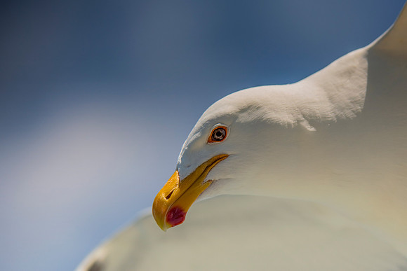Bertazzoni, "Kelp Gull", Kenya, Namibia, Pelican, "Walvis Bay", beak, colors, feathers, fishing, flying, hunting, lake, lakes, nature, nesting, ocean, "pink backed pelican", rivers, wings