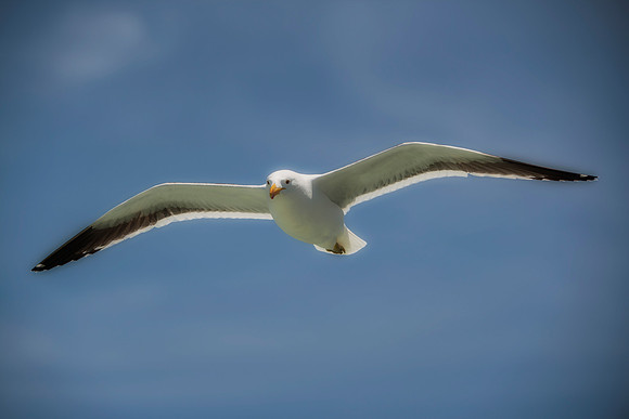 Bertazzoni, "Kelp Gull", Kenya, Namibia, Pelican, "Walvis Bay", beak, colors, feathers, fishing, flying, hunting, lake, lakes, nature, nesting, ocean, "pink backed pelican", rivers, wings