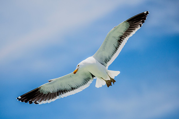 Bertazzoni, "Kelp Gull", Kenya, Namibia, Pelican, "Walvis Bay", beak, colors, feathers, fishing, flying, hunting, lake, lakes, nature, nesting, ocean, "pink backed pelican", rivers, wings