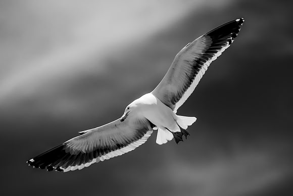 Bertazzoni, "Kelp Gull", Kenya, Namibia, Pelican, "Walvis Bay", beak, colors, feathers, fishing, flying, hunting, lake, lakes, nature, nesting, ocean, "pink backed pelican", rivers, wings