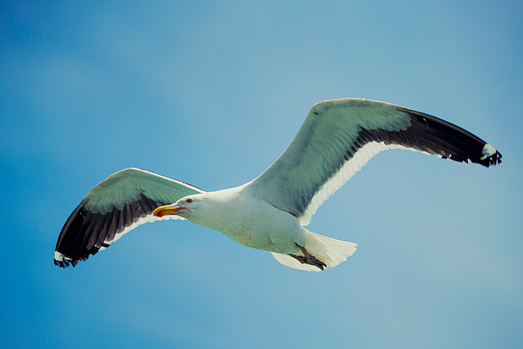 Bertazzoni, "Kelp Gull", Kenya, Namibia, Pelican, "Walvis Bay", beak, colors, feathers, fishing, flying, hunting, lake, lakes, nature, nesting, ocean, "pink backed pelican", rivers, wings