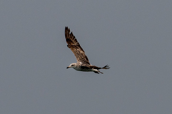 Bertazzoni, "Kelp Gull", Kenya, Namibia, Pelican, "Walvis Bay", beak, colors, feathers, fishing, flying, hunting, lake, lakes, nature, nesting, ocean, "pink backed pelican", rivers, wings, "Cory's She
