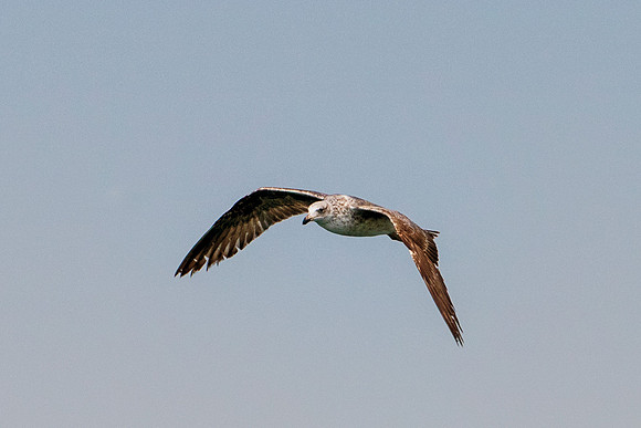 Bertazzoni, "Kelp Gull", Kenya, Namibia, Pelican, "Walvis Bay", beak, colors, feathers, fishing, flying, hunting, lake, lakes, nature, nesting, ocean, "pink backed pelican", rivers, wings, "Cory's She