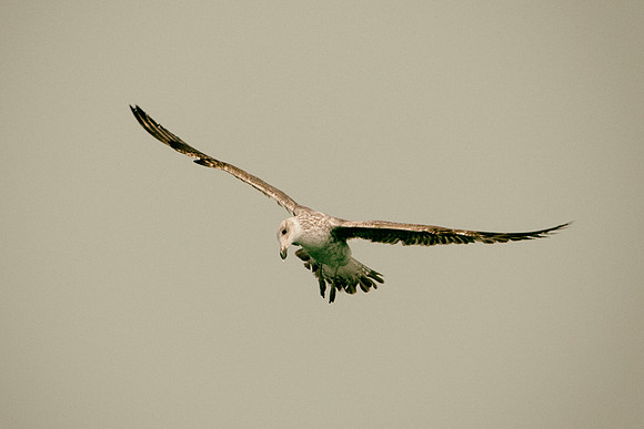 Bertazzoni, "Kelp Gull", Kenya, Namibia, Pelican, "Walvis Bay", beak, colors, feathers, fishing, flying, hunting, lake, lakes, nature, nesting, ocean, "pink backed pelican", rivers, wings, "Cory's She