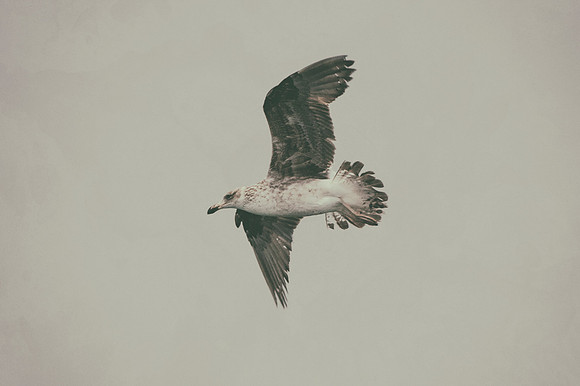 Bertazzoni, "Kelp Gull", Kenya, Namibia, Pelican, "Walvis Bay", beak, colors, feathers, fishing, flying, hunting, lake, lakes, nature, nesting, ocean, "pink backed pelican", rivers, wings, "Cory's She