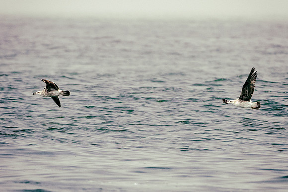 Bertazzoni, "Kelp Gull", Kenya, Namibia, Pelican, "Walvis Bay", beak, colors, feathers, fishing, flying, hunting, lake, lakes, nature, nesting, ocean, "pink backed pelican", rivers, wings, "Cory's She
