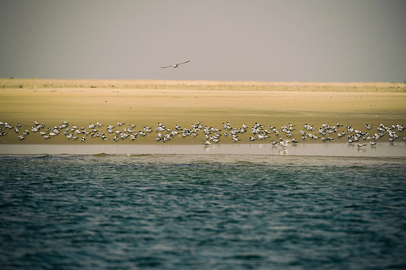 Bertazzoni, "Kelp Gull", Kenya, Namibia, Pelican, "Walvis Bay", beak, colors, feathers, fishing, flying, hunting, lake, lakes, nature, nesting, ocean, "pink backed pelican", rivers, wings, "Cory's She