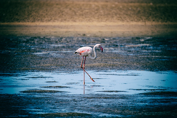 Bertazzoni, Kenya, Namibia, Pelican, "Walvis Bay", beak, colors, feathers, fishing, flying, hunting, lake, lakes, nature, nesting, ocean, "pink backed pelican", rivers, wings, Flamingo