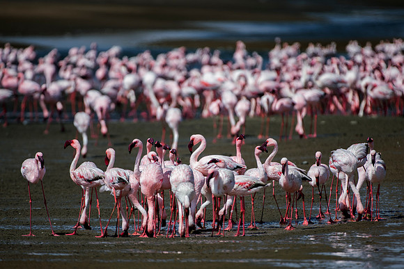 Bertazzoni, Kenya, Namibia, Pelican, "Walvis Bay", beak, colors, feathers, fishing, flying, hunting, lake, lakes, nature, nesting, ocean, "pink backed pelican", rivers, wings, Flamingo