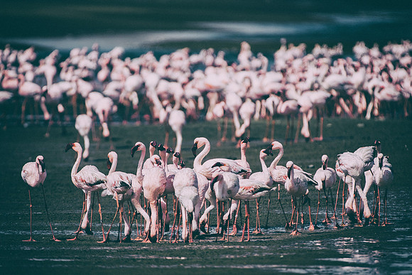 Flamingos