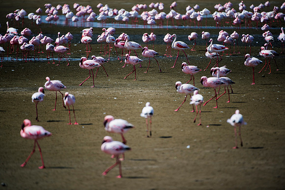 Bertazzoni, Kenya, Namibia, Pelican, "Walvis Bay", beak, colors, feathers, fishing, flying, hunting, lake, lakes, nature, nesting, ocean, "pink backed pelican", rivers, wings, Flamingo