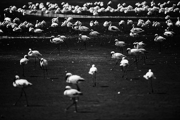 Bertazzoni, Kenya, Namibia, Pelican, "Walvis Bay", beak, colors, feathers, fishing, flying, hunting, lake, lakes, nature, nesting, ocean, "pink backed pelican", rivers, wings, Flamingo