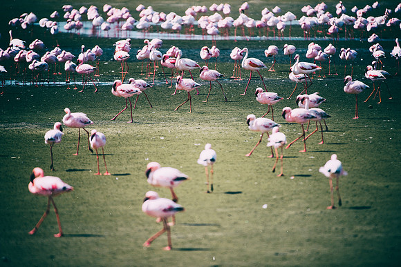 Bertazzoni, Kenya, Namibia, Pelican, "Walvis Bay", beak, colors, feathers, fishing, flying, hunting, lake, lakes, nature, nesting, ocean, "pink backed pelican", rivers, wings, Flamingo