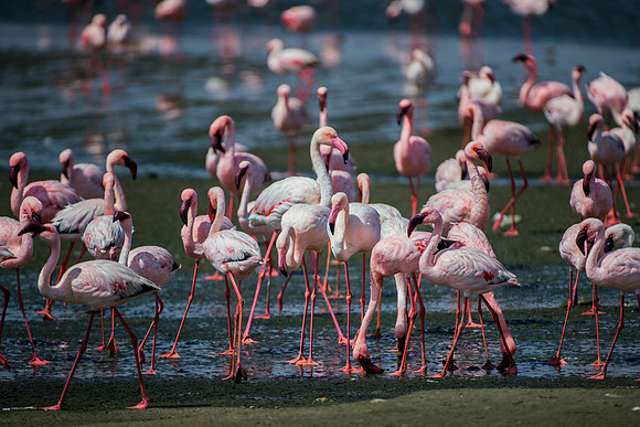 Bertazzoni, Kenya, Namibia, Pelican, "Walvis Bay", beak, colors, feathers, fishing, flying, hunting, lake, lakes, nature, nesting, ocean, "pink backed pelican", rivers, wings, Flamingo