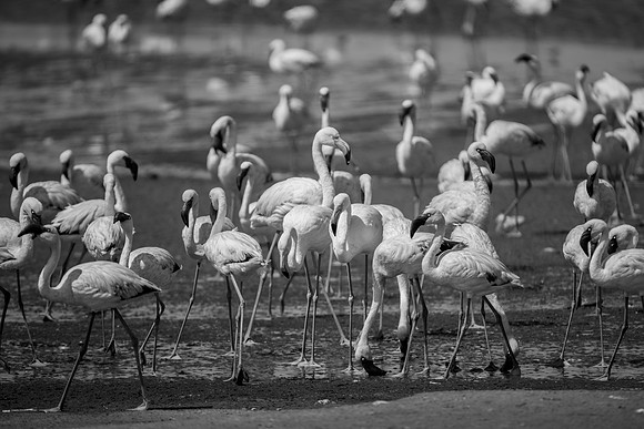 Bertazzoni, Kenya, Namibia, Pelican, "Walvis Bay", beak, colors, feathers, fishing, flying, hunting, lake, lakes, nature, nesting, ocean, "pink backed pelican", rivers, wings, Flamingo