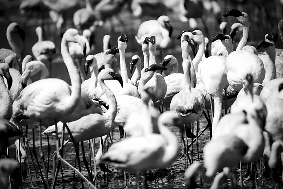 Bertazzoni, Kenya, Namibia, Pelican, "Walvis Bay", beak, colors, feathers, fishing, flying, hunting, lake, lakes, nature, nesting, ocean, "pink backed pelican", rivers, wings, Flamingo