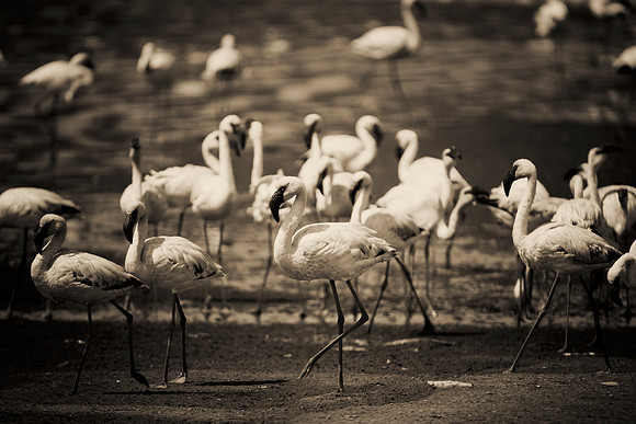 Bertazzoni, Kenya, Namibia, Pelican, "Walvis Bay", beak, colors, feathers, fishing, flying, hunting, lake, lakes, nature, nesting, ocean, "pink backed pelican", rivers, wings, Flamingo