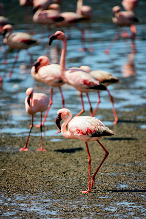 Bertazzoni, Kenya, Namibia, Pelican, "Walvis Bay", beak, colors, feathers, fishing, flying, hunting, lake, lakes, nature, nesting, ocean, "pink backed pelican", rivers, wings, Flamingo