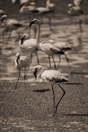 Bertazzoni, Kenya, Namibia, Pelican, "Walvis Bay", beak, colors, feathers, fishing, flying, hunting, lake, lakes, nature, nesting, ocean, "pink backed pelican", rivers, wings, Flamingo
