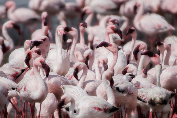 Bertazzoni, Kenya, Namibia, Pelican, "Walvis Bay", beak, colors, feathers, fishing, flying, hunting, lake, lakes, nature, nesting, ocean, "pink backed pelican", rivers, wings, Flamingo