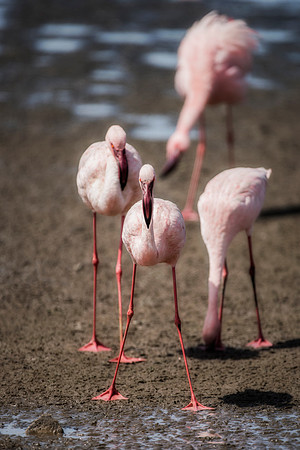 Bertazzoni, Kenya, Namibia, Pelican, "Walvis Bay", beak, colors, feathers, fishing, flying, hunting, lake, lakes, nature, nesting, ocean, "pink backed pelican", rivers, wings, Flamingo