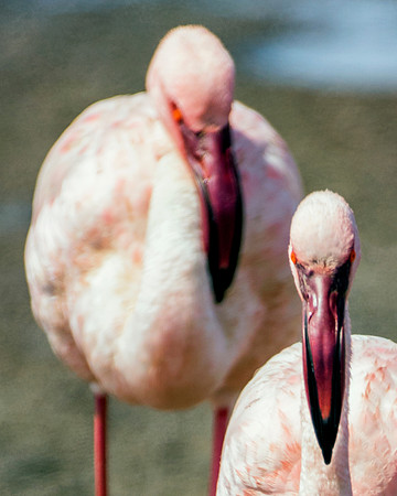 Bertazzoni, Kenya, Namibia, Pelican, "Walvis Bay", beak, colors, feathers, fishing, flying, hunting, lake, lakes, nature, nesting, ocean, "pink backed pelican", rivers, wings, Flamingo