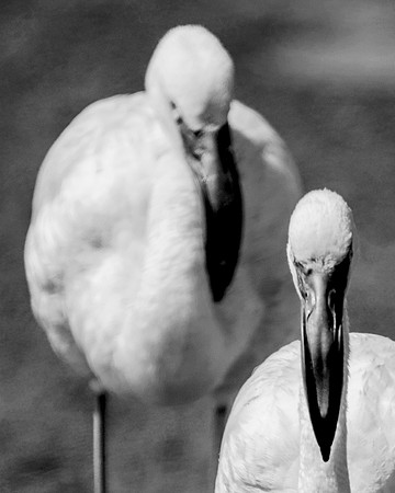 Bertazzoni, Kenya, Namibia, Pelican, "Walvis Bay", beak, colors, feathers, fishing, flying, hunting, lake, lakes, nature, nesting, ocean, "pink backed pelican", rivers, wings, Flamingo