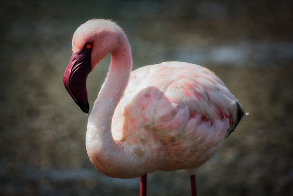 Bertazzoni, Kenya, Namibia, Pelican, "Walvis Bay", beak, colors, feathers, fishing, flying, hunting, lake, lakes, nature, nesting, ocean, "pink backed pelican", rivers, wings, Flamingo