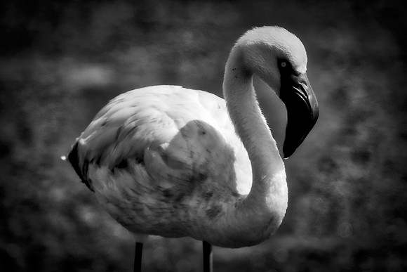 Bertazzoni, Kenya, Namibia, Pelican, "Walvis Bay", beak, colors, feathers, fishing, flying, hunting, lake, lakes, nature, nesting, ocean, "pink backed pelican", rivers, wings, Flamingo