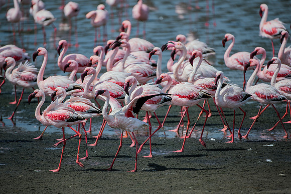 Bertazzoni, Kenya, Namibia, Pelican, "Walvis Bay", beak, colors, feathers, fishing, flying, hunting, lake, lakes, nature, nesting, ocean, "pink backed pelican", rivers, wings, Flamingo